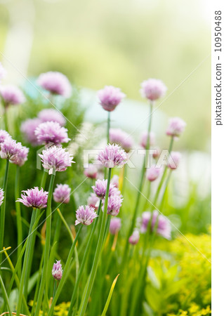 purple flowers purple flowers 10950488