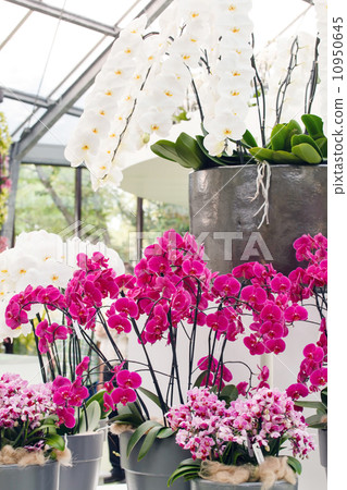 beautiful orchid 10950645