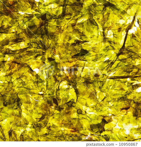 nori background nori background 10950867