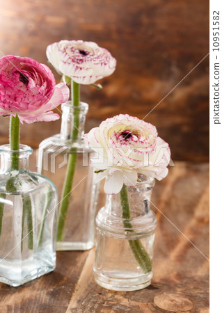 ranunculus in vase 10951582