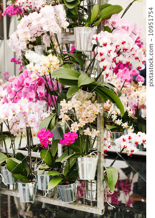 beautiful orchid 10951754