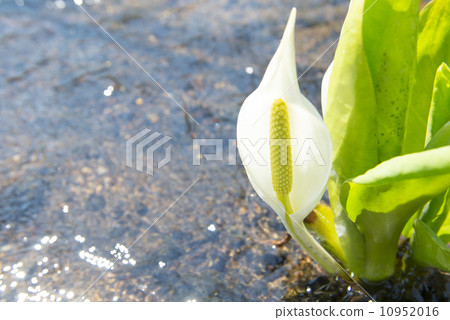 臭鼬白菜 10952016