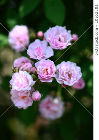 When the miniature roses are blooming 10952381