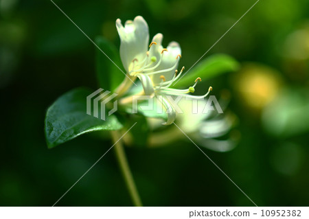 Honeysuckle Flower Honeysuckle Flower 10952382