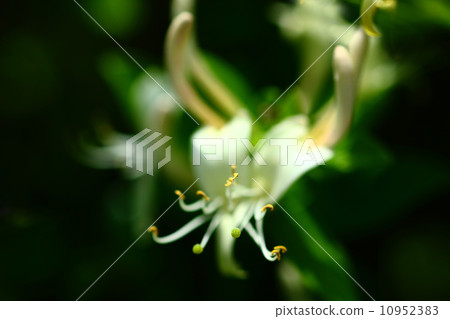 Honeysuckle Flower 10952383