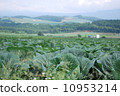 白菜田 10953214