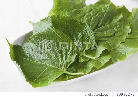 芝麻葉和桑楚 芝麻葉和桑楚 10953275
