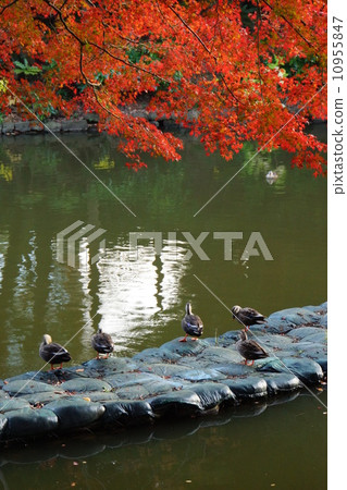 Ducks that love autumn leaves 10955847