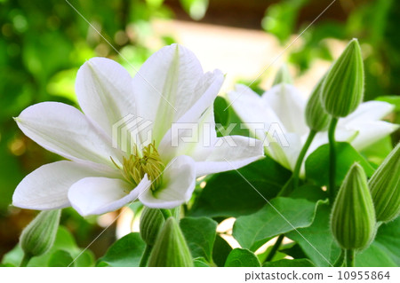 鐵線蓮白雪公主 鐵線蓮白雪公主 10955864