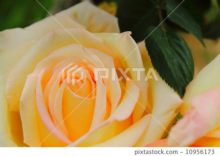 Barra Moonlight Serenade 10956173