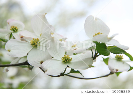 Dogwood 7 Dogwood 7 10956889