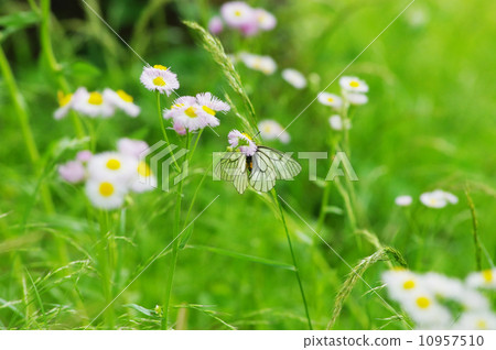 烏蘇巴族 10957510