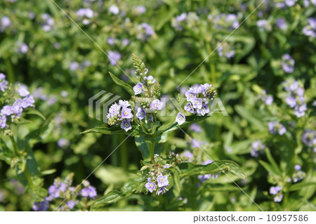 Flower of Freshwater 10957586