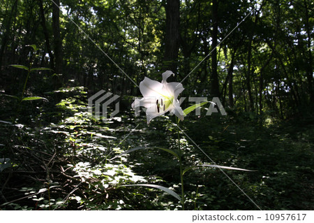 莎莎尤里 莎莎尤里 10957617