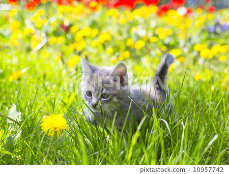 adorable grey kitten adorable grey kitten 10957742