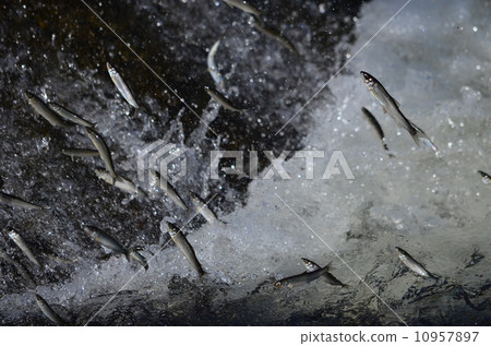 阿玉的逃亡♪ 10957897