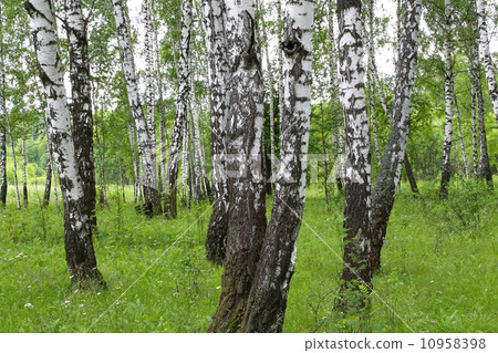 Beautiful birch trees Beautiful birch trees 10958398