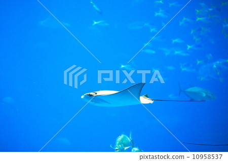 Manta swimming Manta swimming 10958537