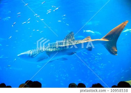 View the whale shark View the whale shark 10958538