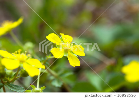 The yellow flower of the heavy strawberry 10958550