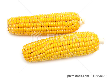 corn on the cob on a white background 10958668