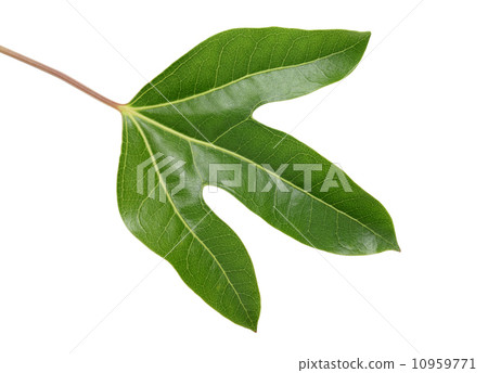 Wacako葉子的cacremi Wacako葉子的cacremi 10959771