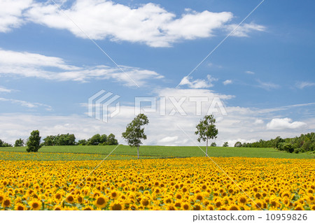 Himawari no Sato在北海道北九龍鎮 10959826