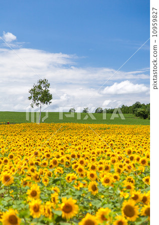 Himawari no Sato在北海道北九龍鎮 Himawari no Sato在北海道北九龍鎮 10959827