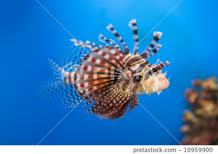 Hanturkey魚 10959900