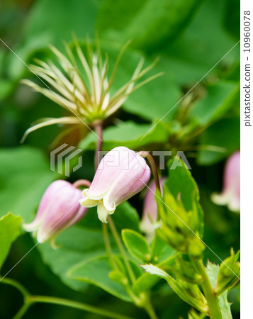 Clematis 10960078
