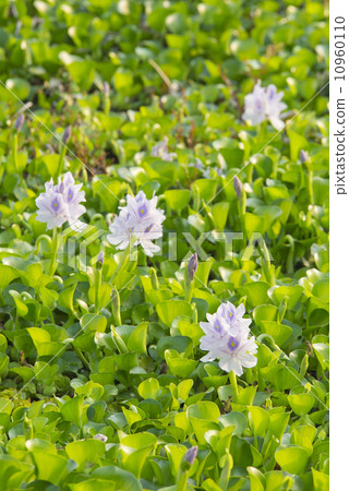 Water hyacinth of regular circle pond 10960110