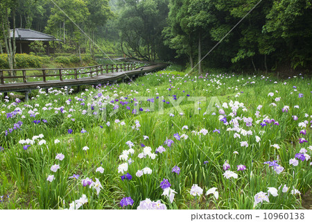 The iris of the Kubo Park in the West The iris of the Kubo Park in the West 10960138
