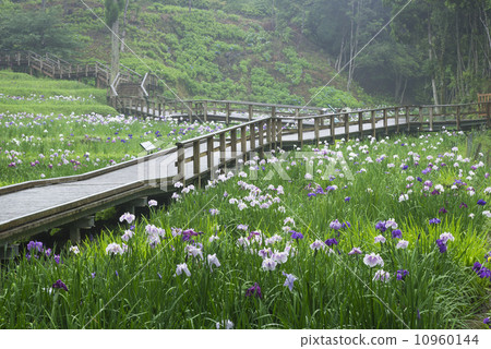 The iris of the Kubo Park in the West The iris of the Kubo Park in the West 10960144