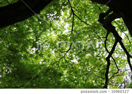 Fresh green Fresh green 10960327