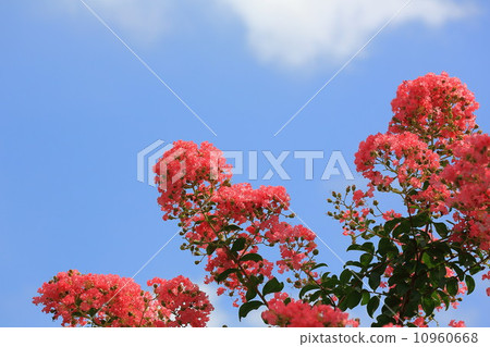 紅色花和縐綢桃金孃藍天 紅色花和縐綢桃金孃藍天 10960668