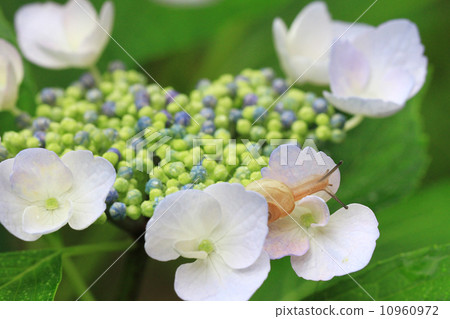Hydrangea and a snail 11 Hydrangea and a snail 11 10960972