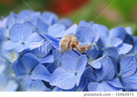 Hydrangea and a snail 97 Hydrangea and a snail 97 10960973