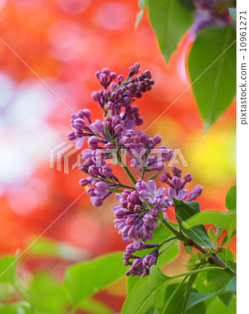 Lilac (background is Nomuramojiji red) 10961271