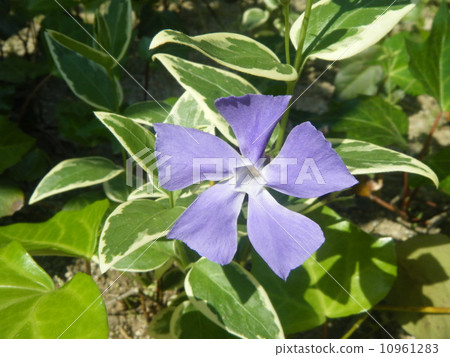 長春花 長春花 10961283