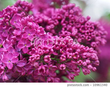 Red purple lilac (Lenina) 10961340
