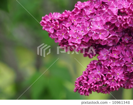 Lucky Lilac Lucky Lilac 10961348