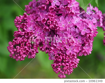 Lucky Lilac Lucky Lilac 10961349