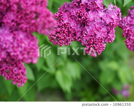 Lucky Lilac Lucky Lilac 10961350