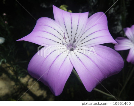 夏天的花朵 10961400