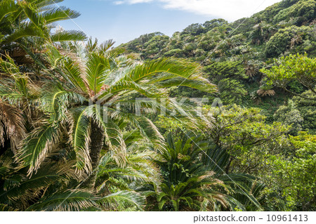 Cape Miyazaki's Cycado Native Habitat 10961413
