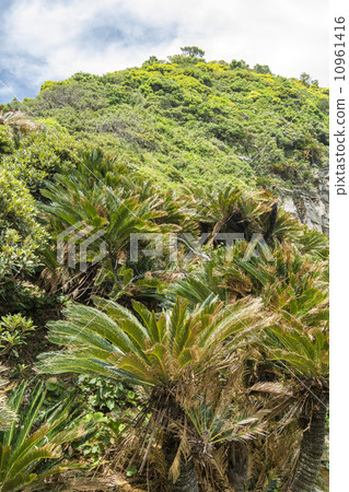 Cape Miyazaki's Cycado Native Habitat 10961416