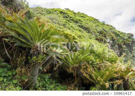 Cape Miyazaki's Cycado Native Habitat 10961417