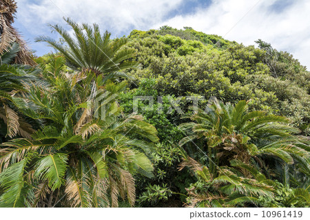 Cape Miyazaki's Cycado Native Habitat 10961419