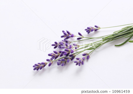 lavender 10961459