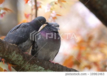 Pigeon's hair grooming 10961463